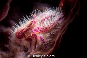 Small Hairy Beast by Henley Spiers 